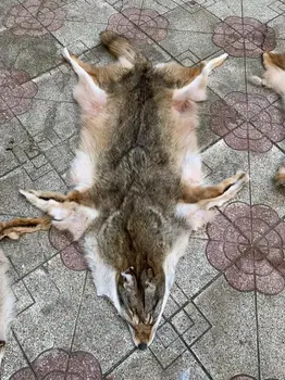 Celý Kanadský Coyote Pokožku hlavy DIY Kožušiny Dekorácie Coyote Kožené Dekorácie, Remeselné Domova Hračka Dary