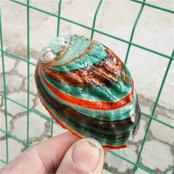 Prírodné Conch Shell Farebné Abalone Shell Fish Tank Akvárium Záhradné Dekorácie 6-7 Cm Stredomoria Ozdoby Remesiel Darček